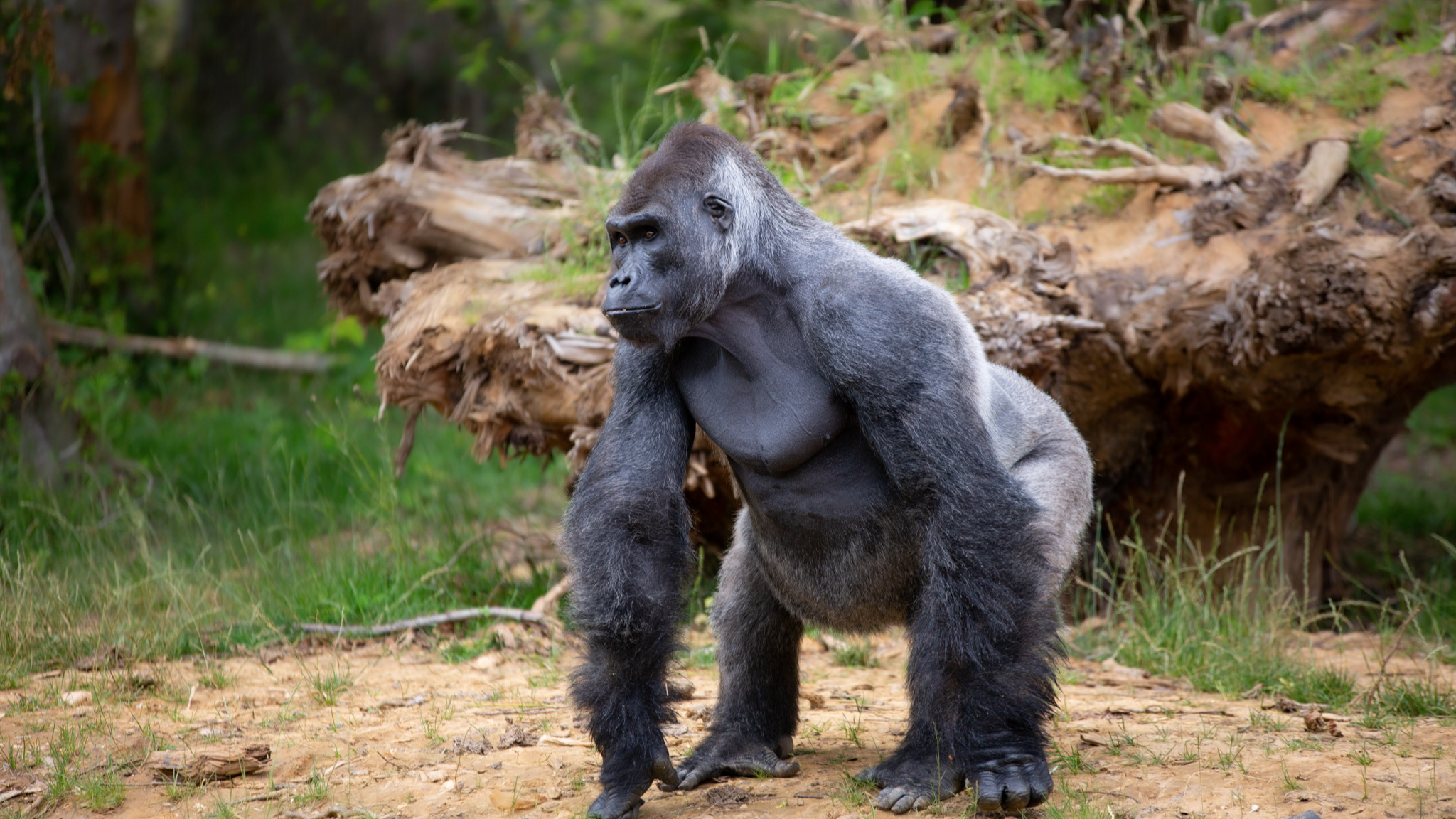 Partez à la découverte du Zoo Safari de Thoiry : les gorilles